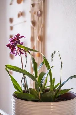 a plant in a pot sitting on a table at Beach Studio in Albufeira's old town in Albufeira