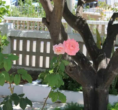 a pink flower on a tree next to a bench at Casa do Limoeiro in Albufeira