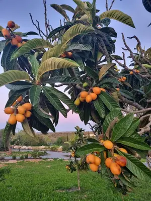 a bunch of oranges hanging from a tree at Eco Cabin - Villa das Alfarrobas in Algoz