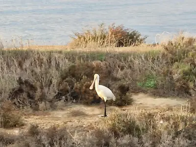 a white bird standing in a field near the water at Sleep and Fly in Faro