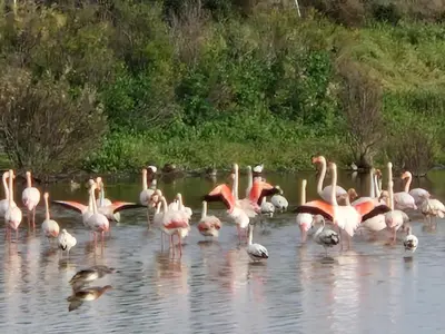 a flock of pink flamingos standing in the water at Sleep and Fly in Faro