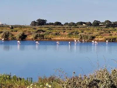 a group of flamingos standing in the water at Sleep and Fly in Faro
