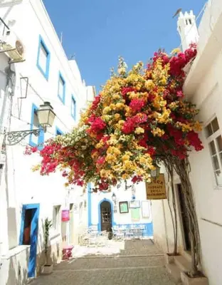 a bunch of flowers hanging from the side of a building at Espaçoso apt T2, em Olhos Agua in Albufeira