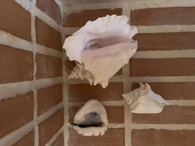 a brick wall with a shell and a feather at Casa Estrela in Loulé