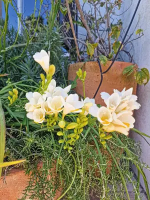 a bunch of white flowers in a pot at Villa Vale de Ursa - 16 - BY BEDZY in Sesmarias