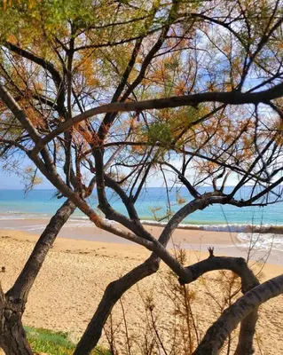 a tree in front of a sandy beach at Sun & Nature Apartment Corcovada in Albufeira