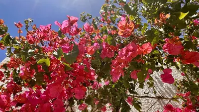 a bunch of pink flowers on a tree at Buganvilia by Check-in Portugal in Albufeira