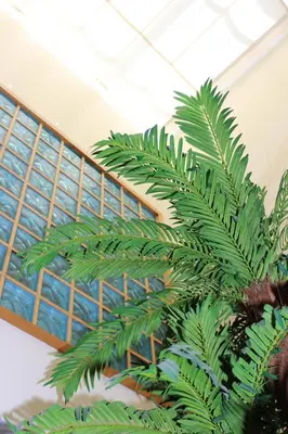 a green plant in front of a building with windows at Villa Falésia casa da Sobreira in Albufeira