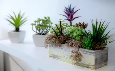 three potted plants in a wooden box on a table at Beach Side Apartment in Albufeira