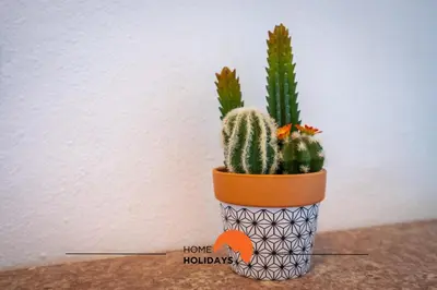 a plant in a black and white pot with cactus at #232 Vila Girasol 33 by Home Holidays in Albufeira