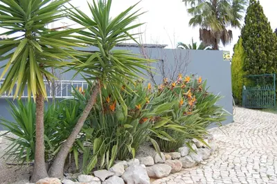 a group of palm trees and plants in a garden at Holiday home in Santa Barbara de Nexe - Algarve 51807 in Santa Bárbara de Nexe