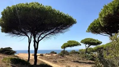 a group of trees on a hill near the ocean at Pine Cliffs by Check-in Portugal in Albufeira