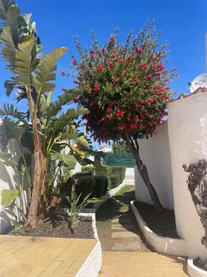 a tree with red berries on it next to a building at Luxury Villa private pool, Albufeira in Albufeira