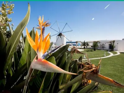 a flower on a plant with a windmill in the background at Windmill Hill Luxury Apartment in Albufeira