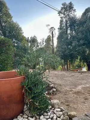 a plant in a large pot in a yard at Balaia Gardens in Albufeira in Albufeira