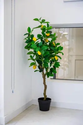 a lemon tree in a black pot next to a window at Casa Bella in Loulé