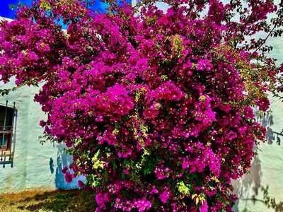a large bush of pink flowers on the side of a building at SOLAR Do MONTE 2 in Albufeira