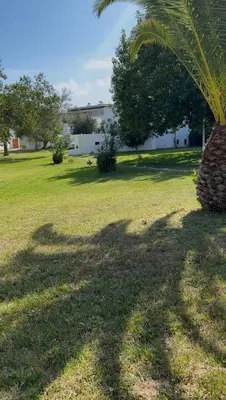a shadow of a palm tree on a grass field at OuraFlats in Albufeira
