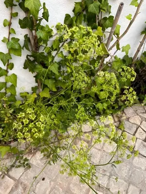 a bunch of green plants next to a wall at Pátio da Várzea in Albufeira