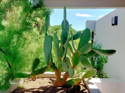 a large green cactus in front of a window at V2 - Bungalow 12 in Quarteira