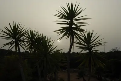 a group of palm trees with the sun in the background at Casa Amani in Loulé