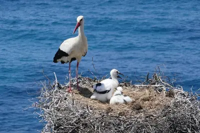 a group of birds standing on a nest in the water at Apartment Ouramar - 550 meters from de beach in Albufeira