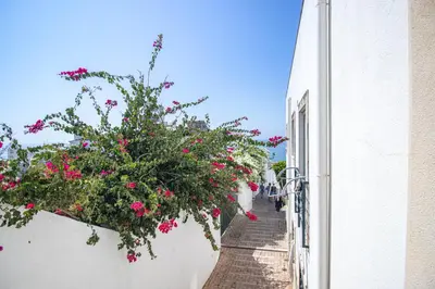 a plant with pink flowers hanging from a building at Charming Old Town 1BR 50m from Beach AC Wi-Fi Parking in Albufeira