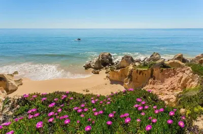 a field of pink flowers on a rocky beach at Sunny Terrace facing the pool and barbecue by Algarve Dream Holidays in Guia