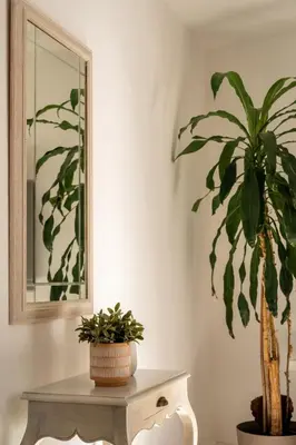 a potted plant sitting on a table next to a mirror at Studio 39 Downtown in Faro