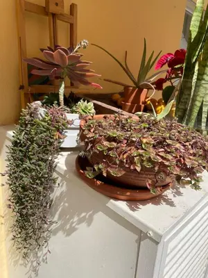a bunch of potted plants on a table at City Dreams in Faro