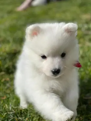 a small white puppy running in the grass at Resort Albufeira T2, Oura Beach in Albufeira