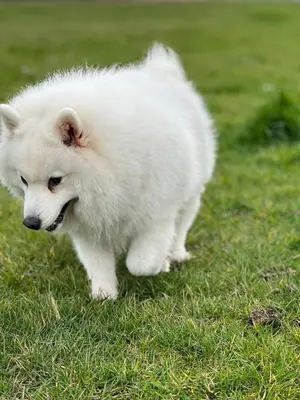 a white dog is standing in the grass at Resort Albufeira T2, Oura Beach in Albufeira