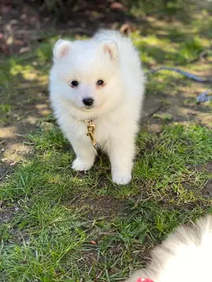 a small white dog standing in the grass at Duplex Apartment Albufeira in Albufeira