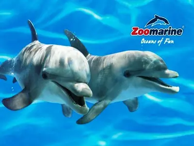 two dolphin figurines swimming in the water at Apartamentos Casa Brito, Boliqueime by AlgarveBlossom in Boliqueime