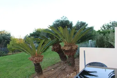 a couple of palm trees in a yard at Spacious apartment in Albufeira 200 m² with shared pool in Albufeira