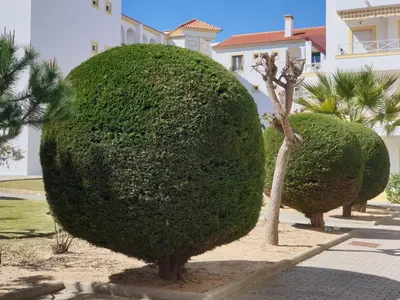two large bushes in front of a building at Albufeira Falesia Beach Apartment in Albufeira
