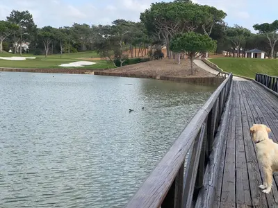 a dog standing on a wooden bridge over a pond at Quinta do Lago Golf in Quinta do Lago