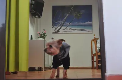 a dog standing in a room with a shirt on at Algarve Vacations Flat in Albufeira