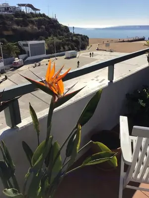 a flower on a wall next to a beach at Albufeira Portugal Maria appt in Albufeira
