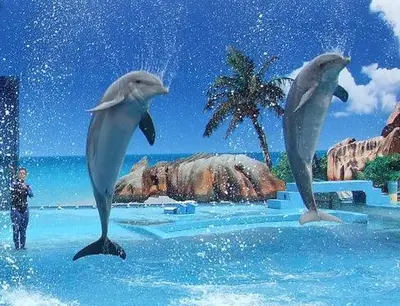 three dolphins jumping in the water in a pool at Apartment with 2 Bedrooms B in Albufeira