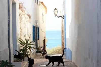 two cats walking down an alley with a view of the ocean at Warm Yellow Albufeira in Albufeira