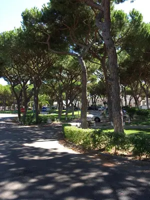 a tree lined road with a lot of trees at Estúdio tranquilo praia da Falésia in Albufeira