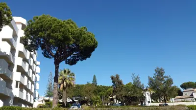 a tree in front of a building at Tenis Golfmar 409A - pool view in Vilamoura