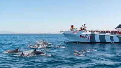 a group of dolphins in the water next to a boat at Apartamento Vitismar CA in Guia