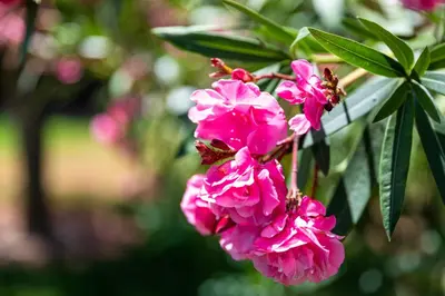 a bunch of pink flowers on a tree at Apartamentos Monte dos Avós, Albufeira by AlgarveBlossom in Albufeira