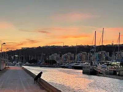 a dog walking along a dock with a marina at Casa beira mar Algarve in Albufeira