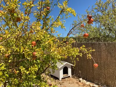 an orange tree with a dog house in front of a fence at Guest House Alfarrobeiras in Albufeira