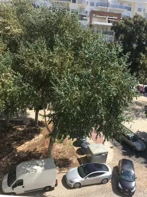 a white car is parked under a tree at Cosy and Sweet Apartment in Albufeira in Albufeira