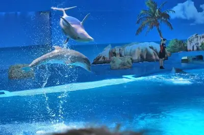 two dolphins in the water at a water park at 60m2 Lovely traditional apartment in Clube Albufeira in Albufeira