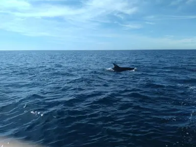 a dolphin swimming in the ocean on the water at Albufeira Beach Hotel by Kavia in Albufeira